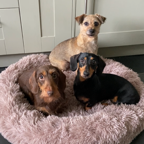 Calming Cloud™ - Pet Bed